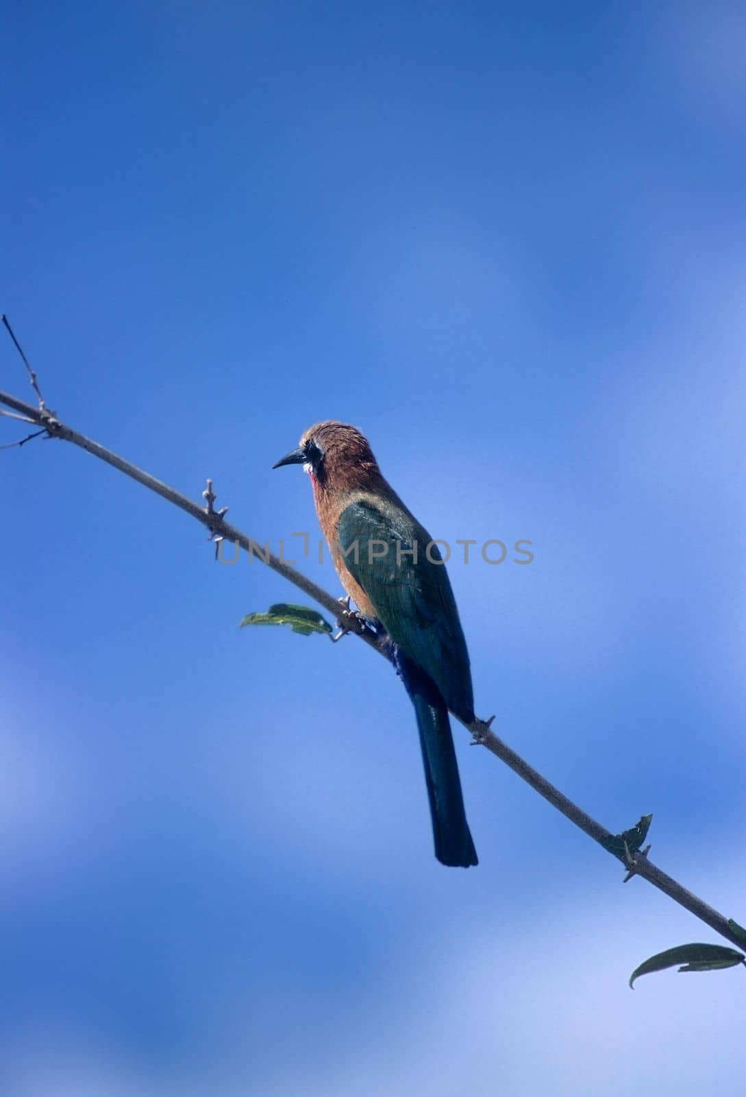 Whitefronted Bee-eater (Merops bullockoides), Selous Game Reserve, Morogoro, Tanzania, Africa