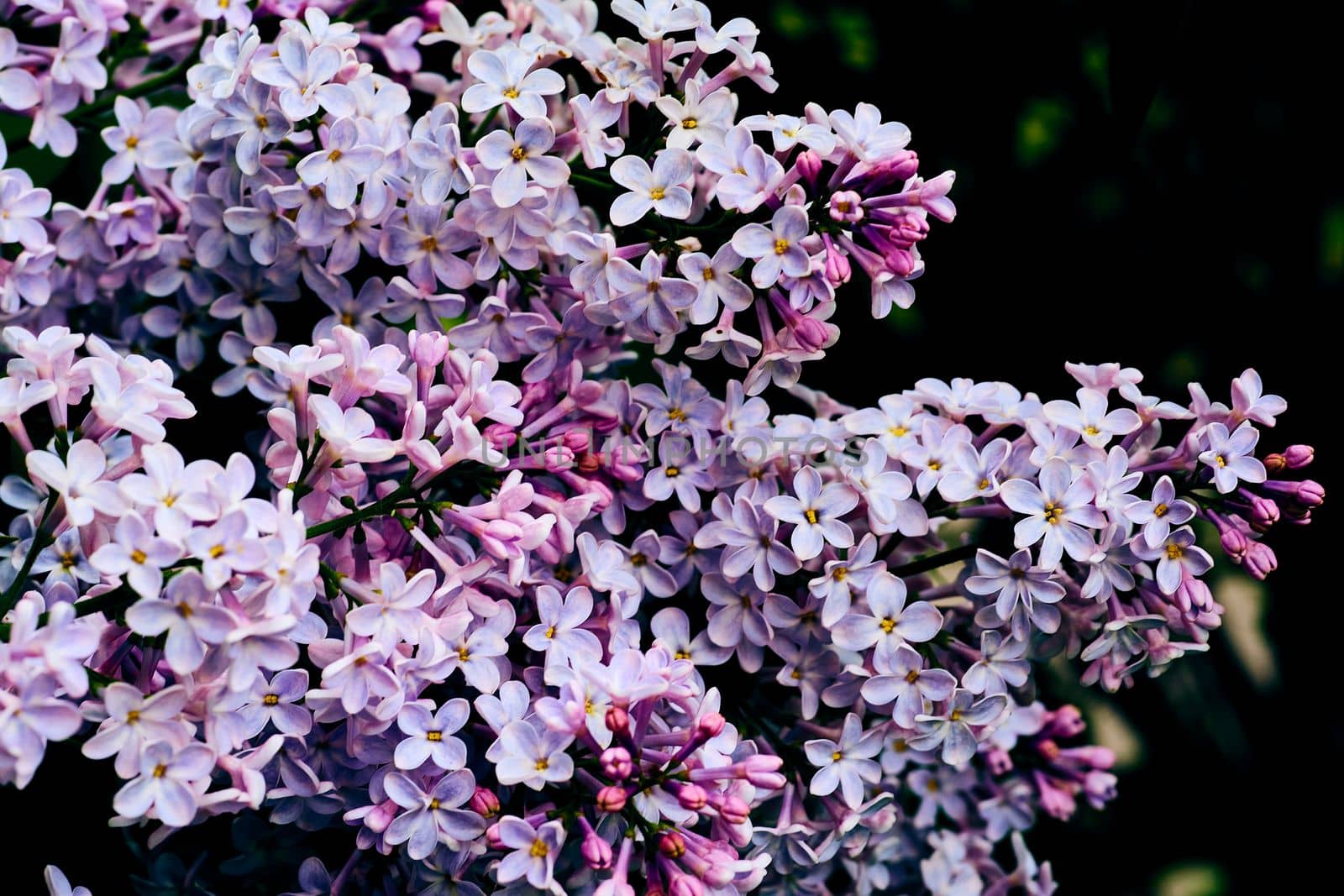 a Eurasian shrub or small tree of the olive family, that has fragrant violet, pink, or white blossoms and is widely cultivated as an ornamental.