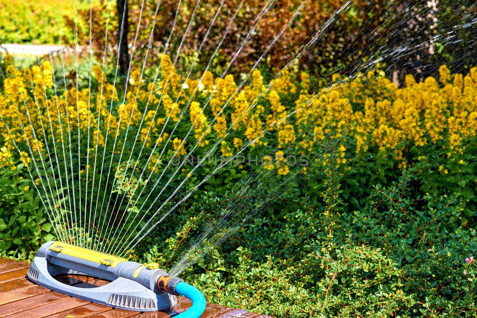 the supply of water to land or crops to help growth, typically by means of channels. Irrigation system, sprinkler watering flowers on a hot day in a city park.
