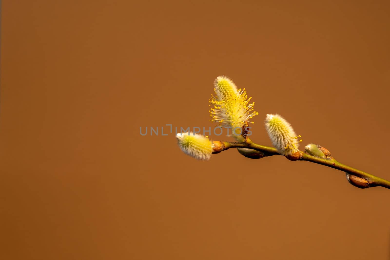 Fluffy yellow willow twigs above brown background. Willow catkins without shadow. Spring concept