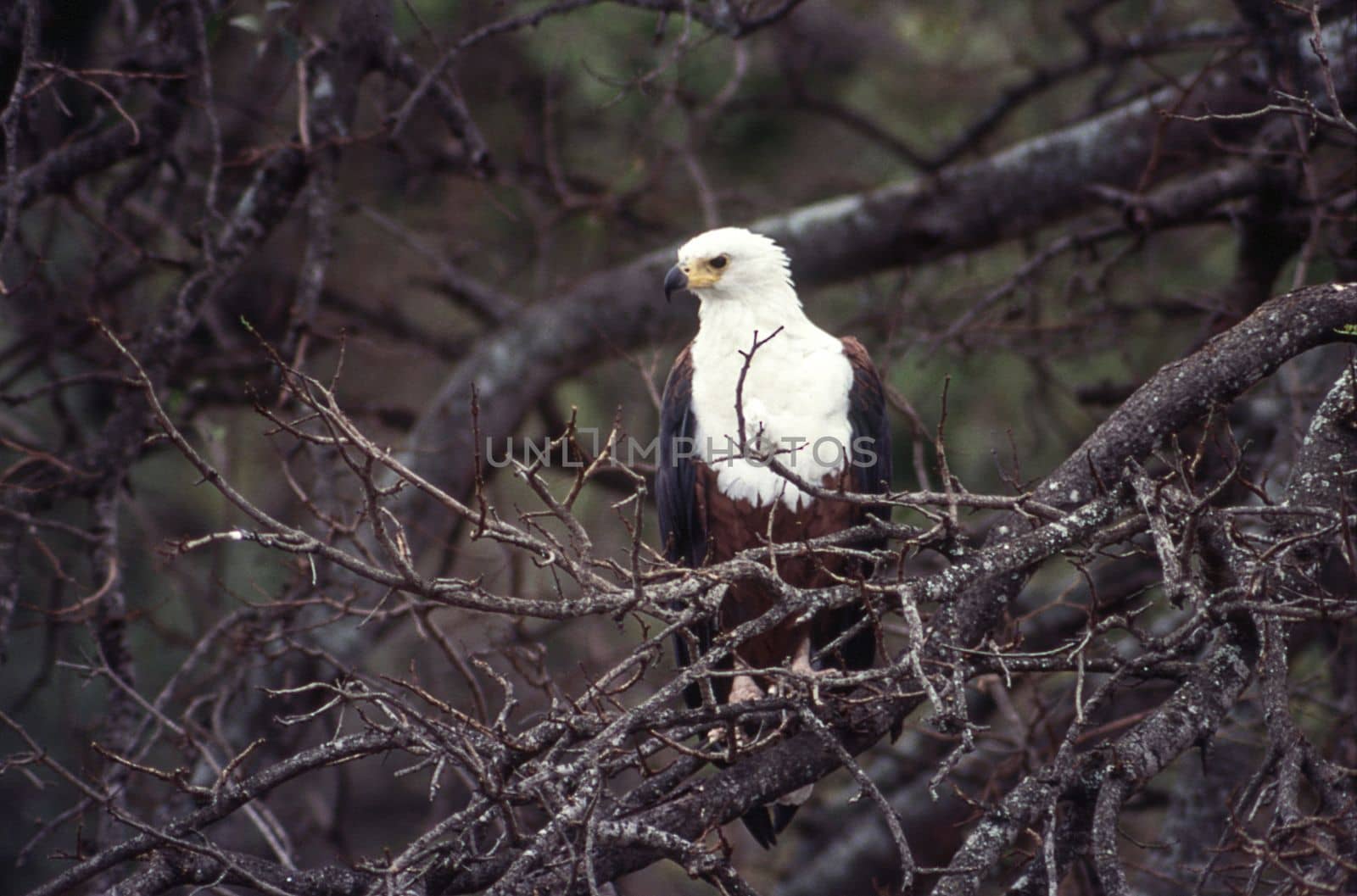 African Fish Eagle (Haliaeetus vocifer), Kruger National Park, Mpumalanga, South Africa