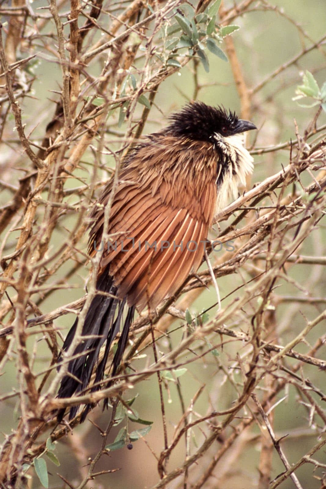 Burchell's Coucal (Centropus burchelli), Kruger National Park, Mpumalanga, South Africa