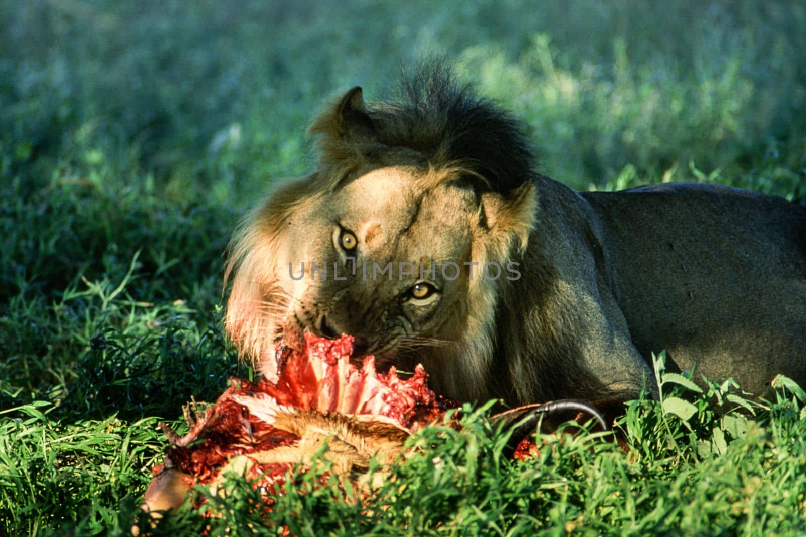 Lion (Panthera leo), Central Kalahari Game Reserve, Ghanzi, Botswana, Africa