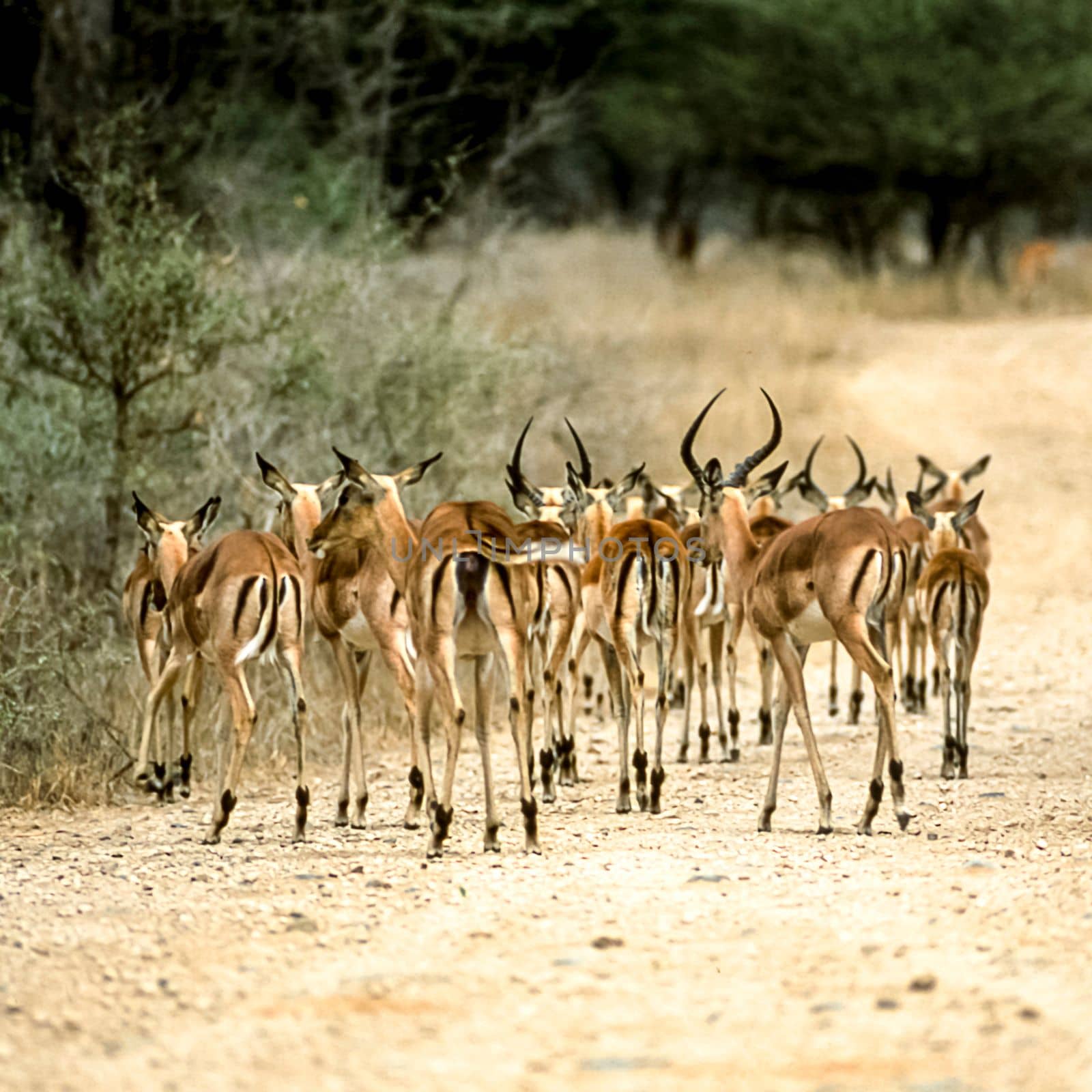 Impala, (Aepyceros melampus), Kruger National Park, Mpumalanga, South Africa, Africa