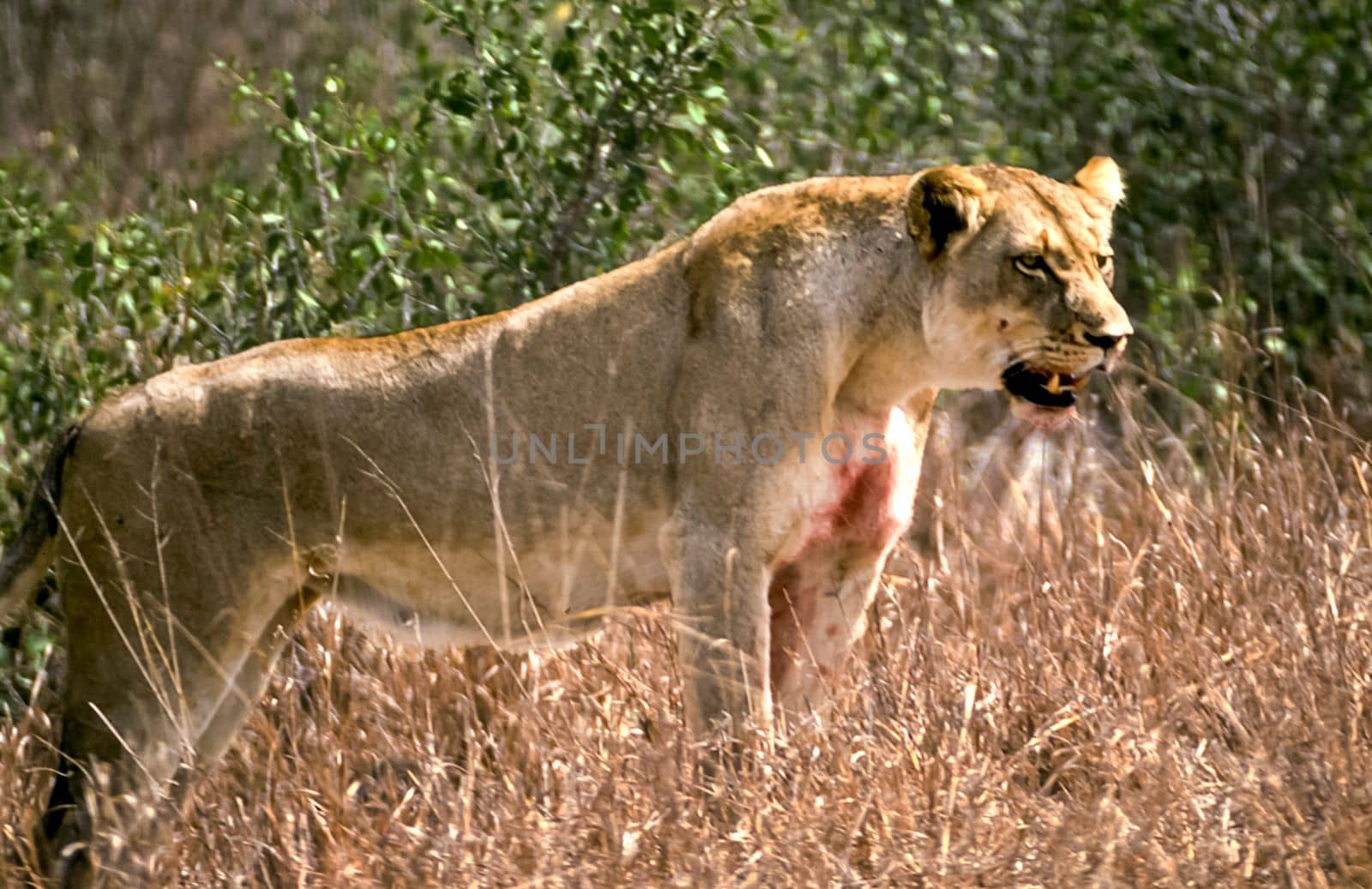Lion, (Panthera leo), Kruger National Park, Mpumalanga, South Africa, Africa