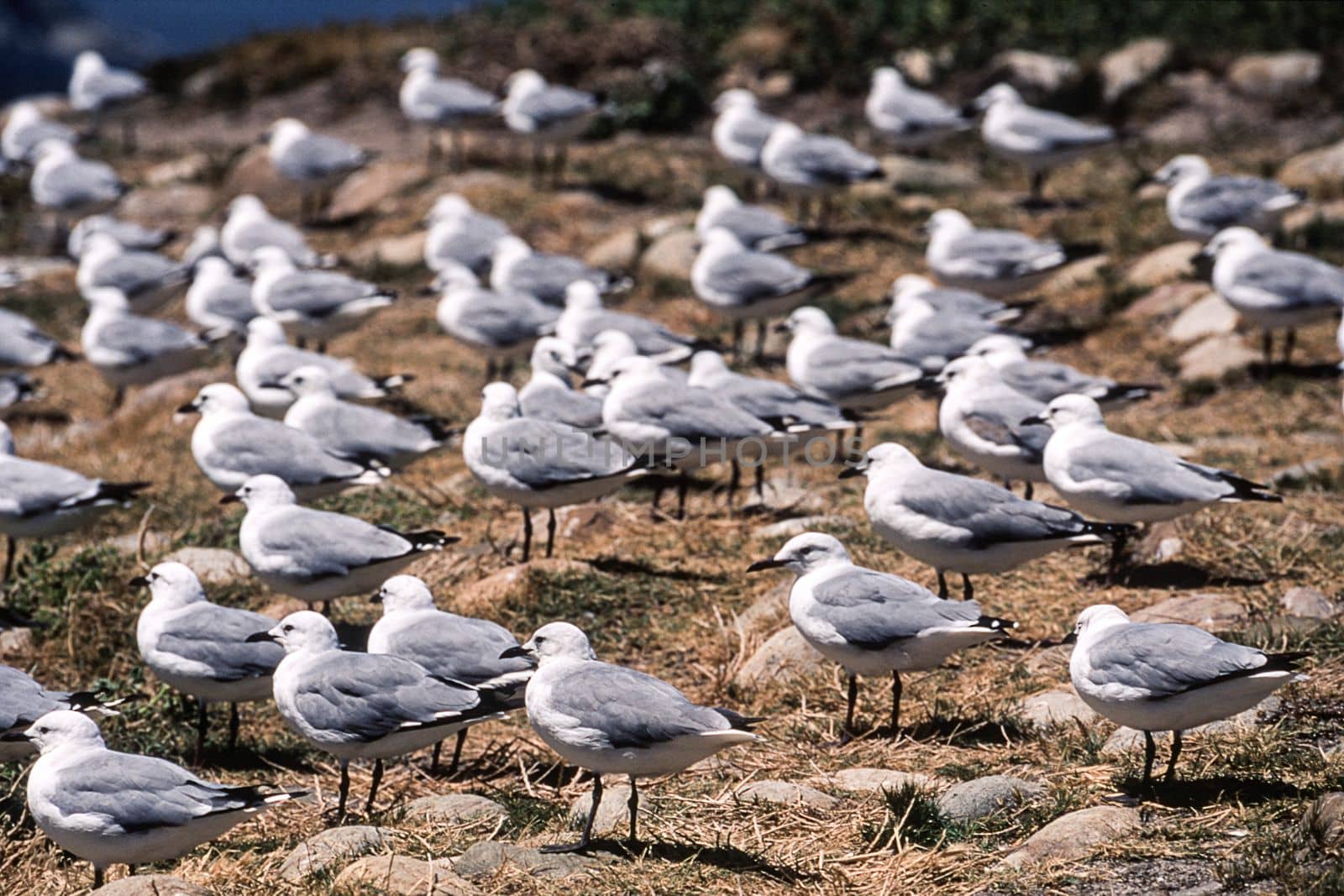 Antarctic Fulmar (Fulmarus glacialoides), Hout Bay, Western Cape, South Africa