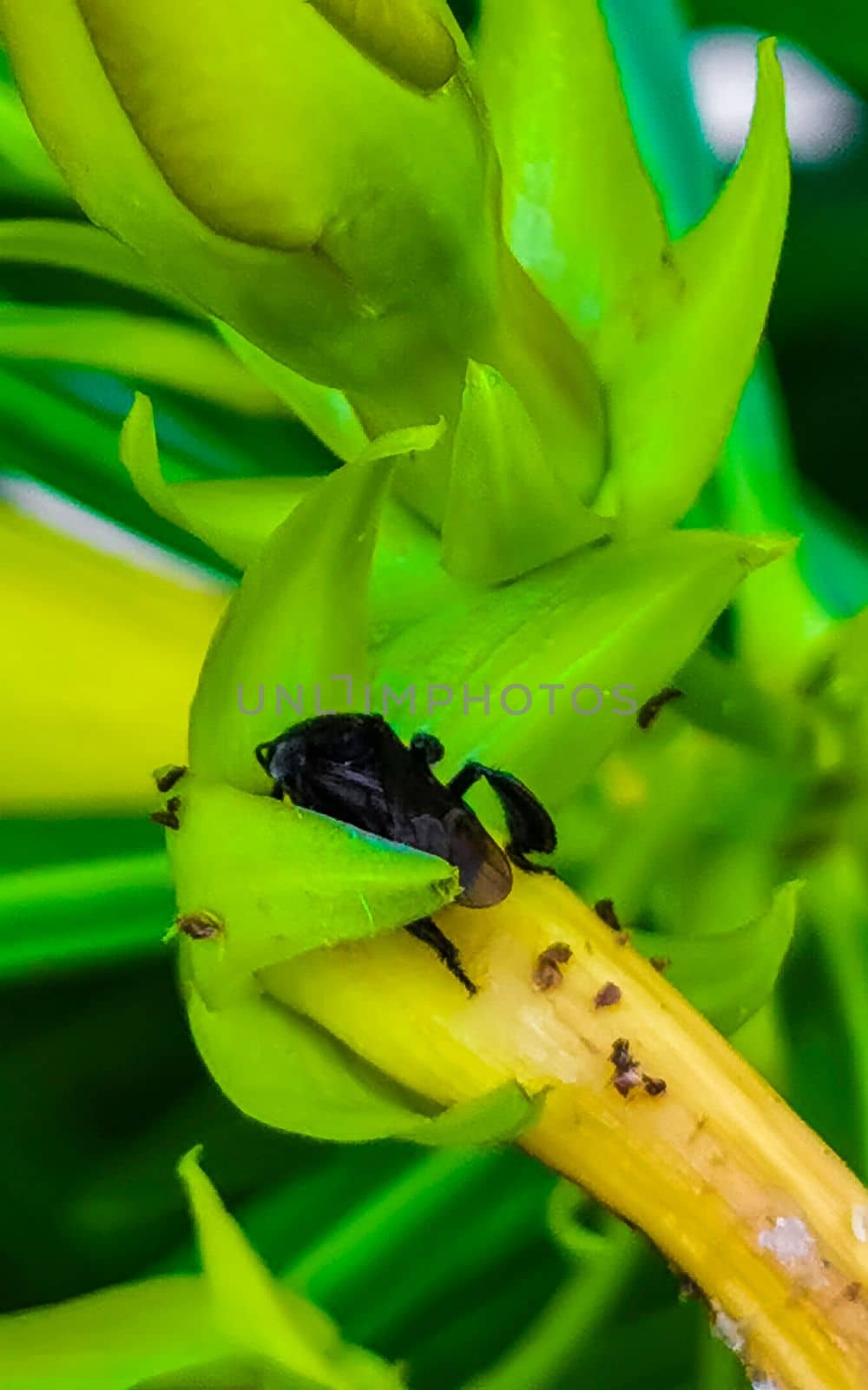 Small black bee on yellow flower in Playa del Carmen Quintana Roo Mexico.