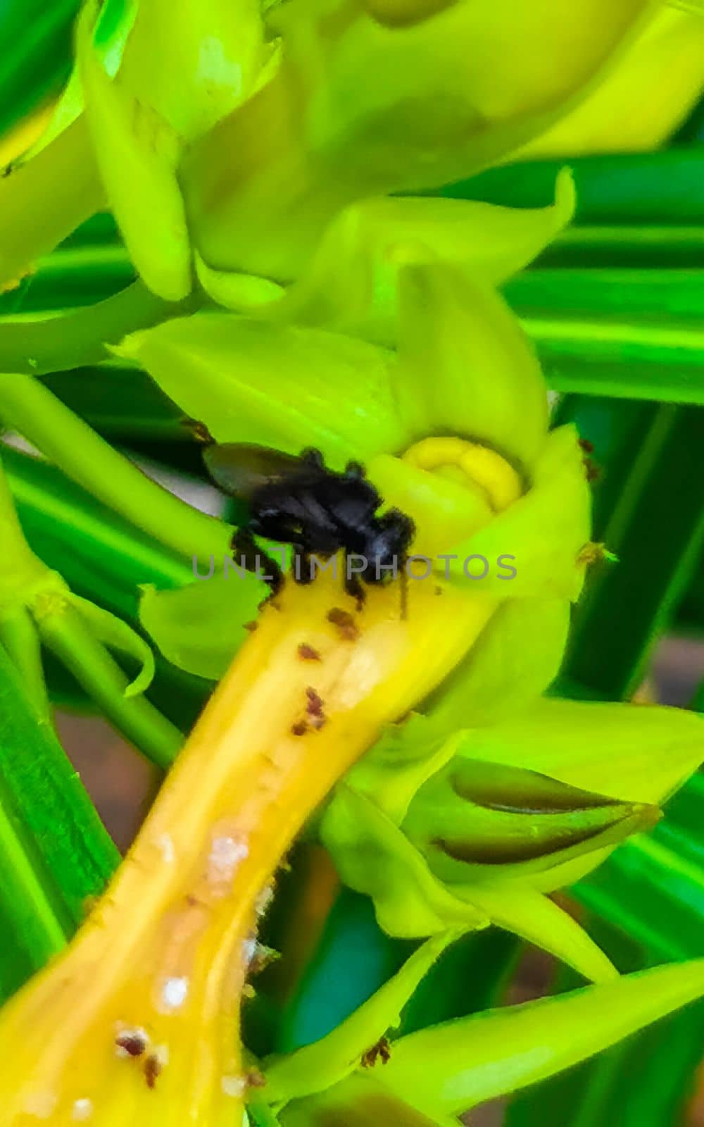 Small black bee on yellow flower in Playa del Carmen Quintana Roo Mexico.