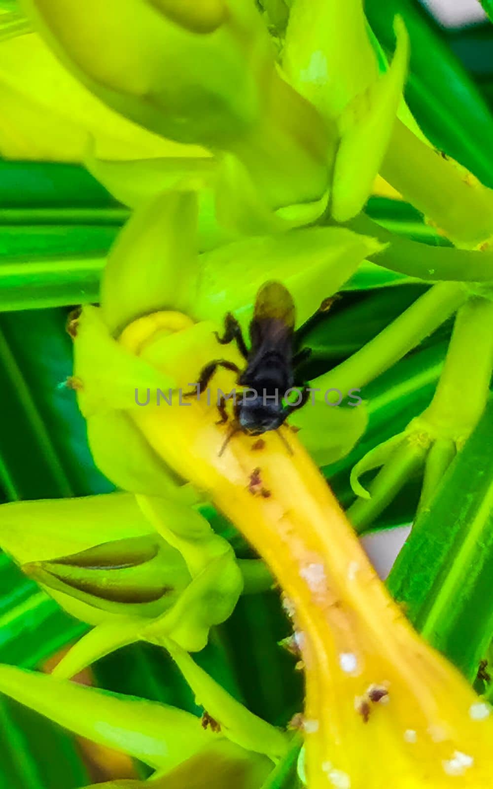 Small black bee on yellow flower in Playa del Carmen Quintana Roo Mexico.