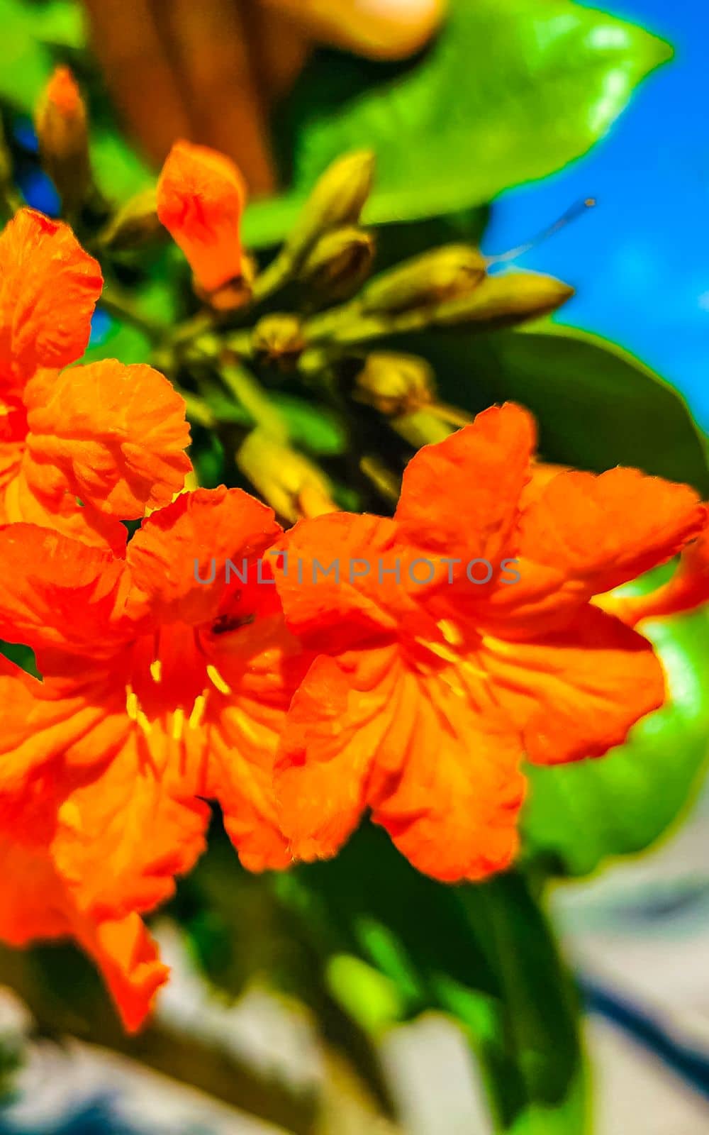 Kou Cordia subcordata flowering tree with orange flowers beach cordia sea trumpet with green leaves and blue sky background in Playa del Carmen Mexico.