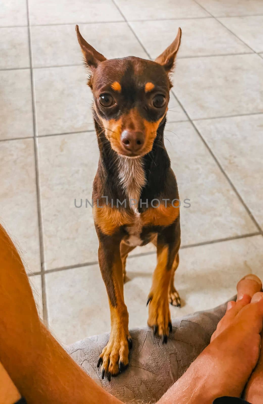 Portrait of a Mexican brown playful russian toy terrier dog while playing looking lovely and cute in the camera in Playa del Carmen Mexico.