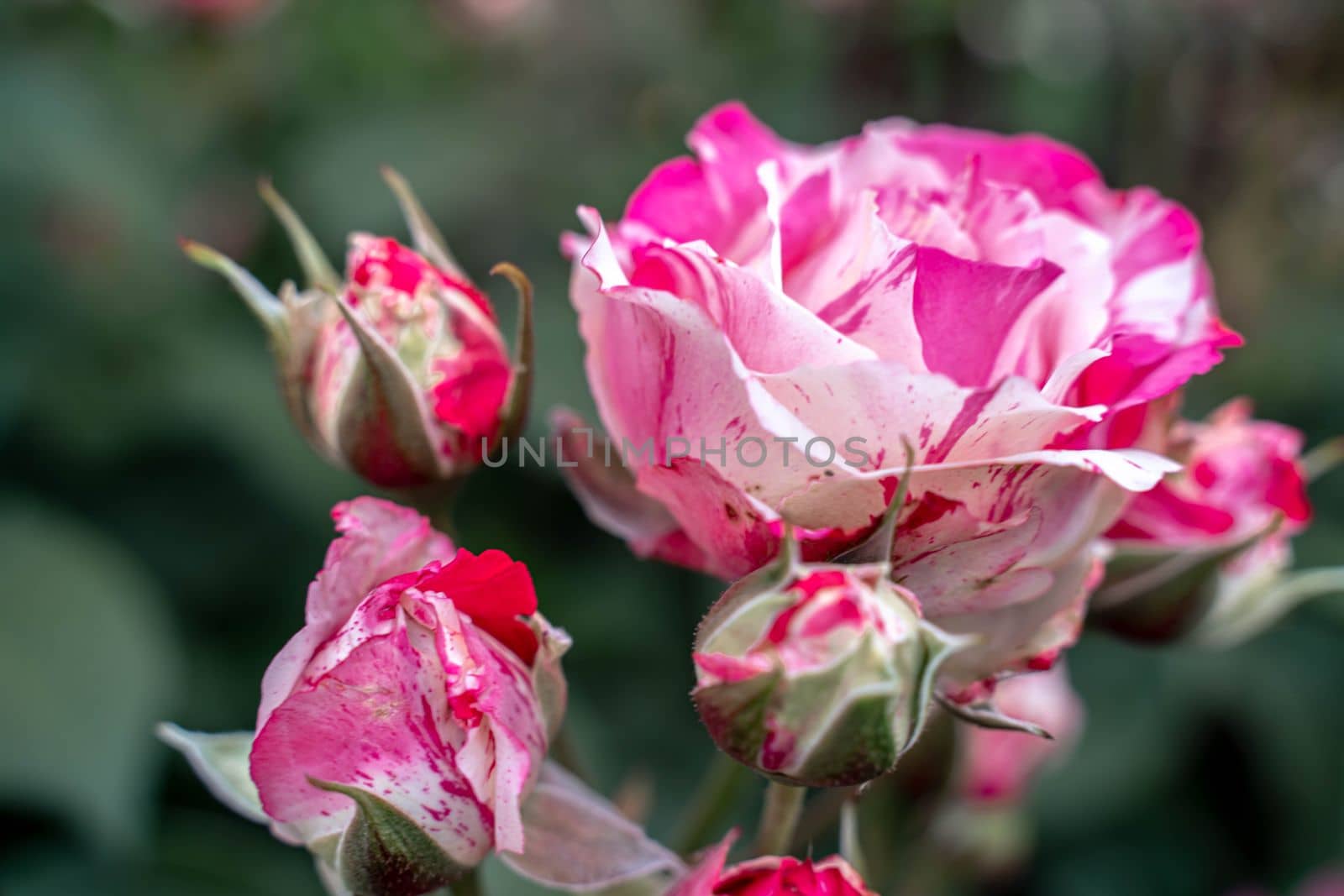 Pink striped rose flower with green leaves in the garden. by Matiunina