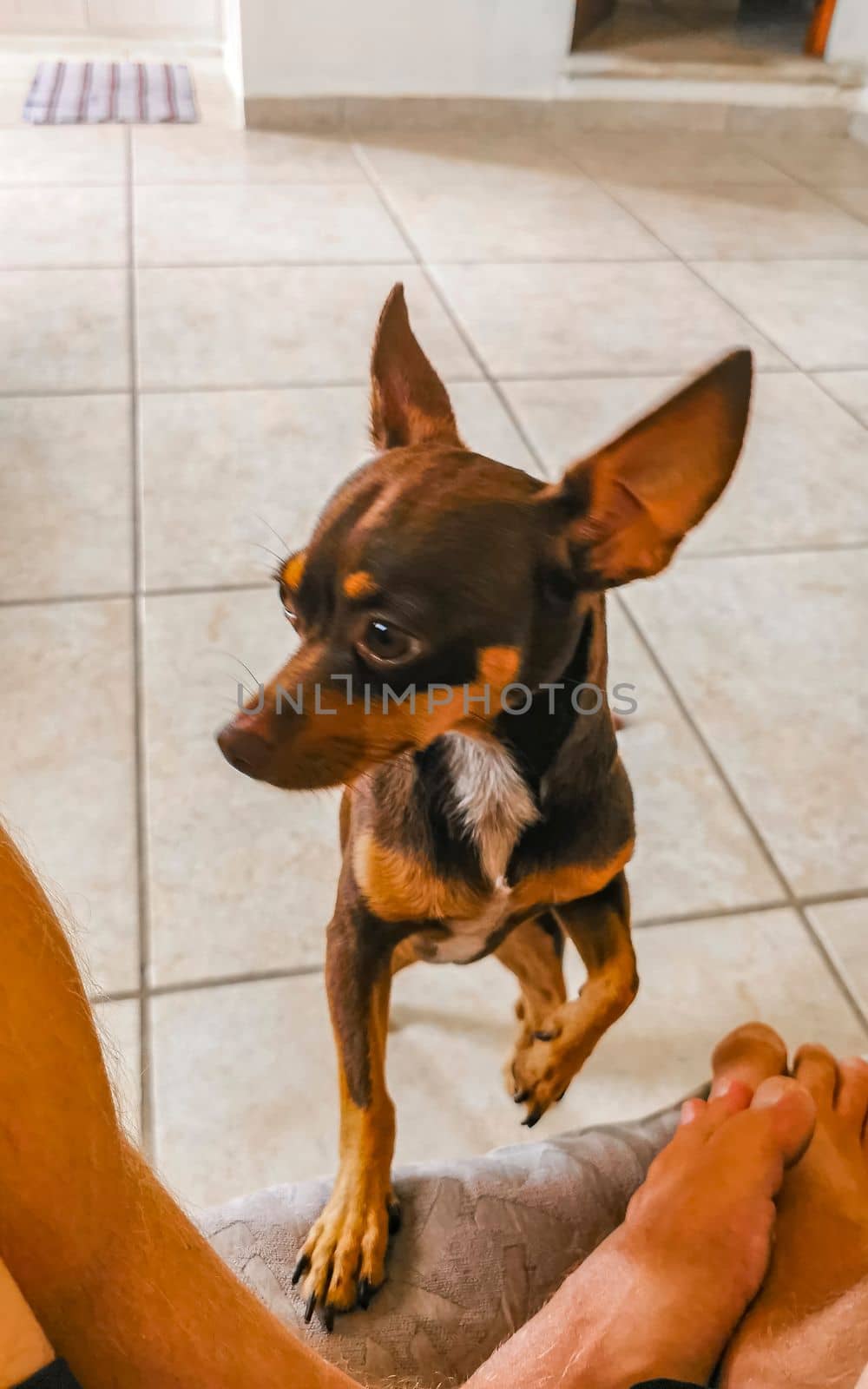 Portrait of a Mexican brown playful russian toy terrier dog while playing looking lovely and cute in the camera in Playa del Carmen Mexico.