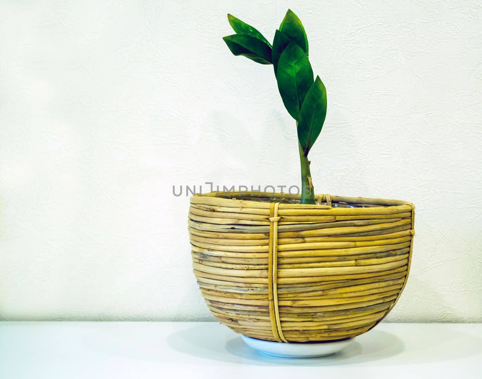 Zamioculcas. Zamioculcas in a wicker pot against a white wall.