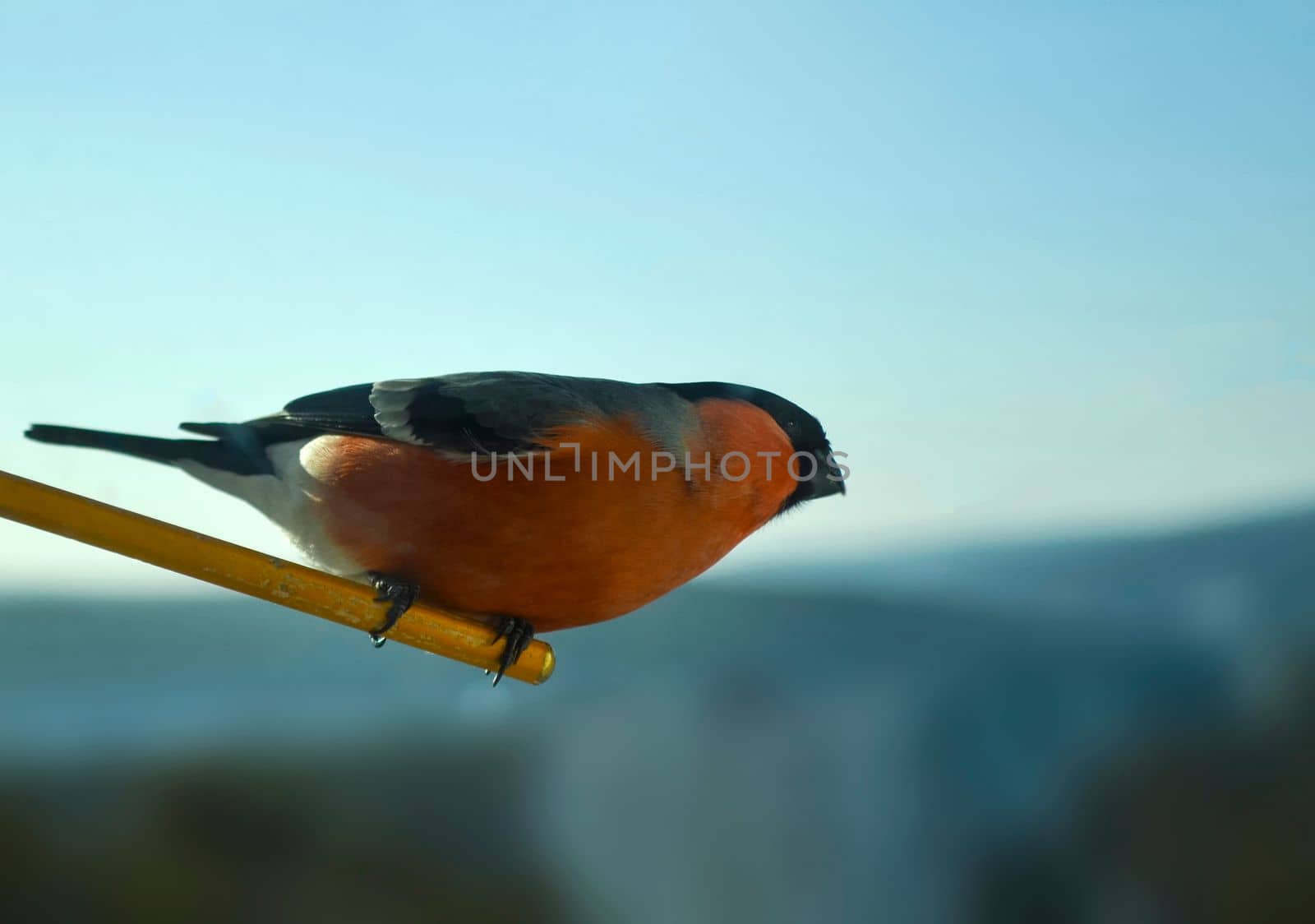 Bullfinch bird photo. Close-up photo of a red bullfinch.