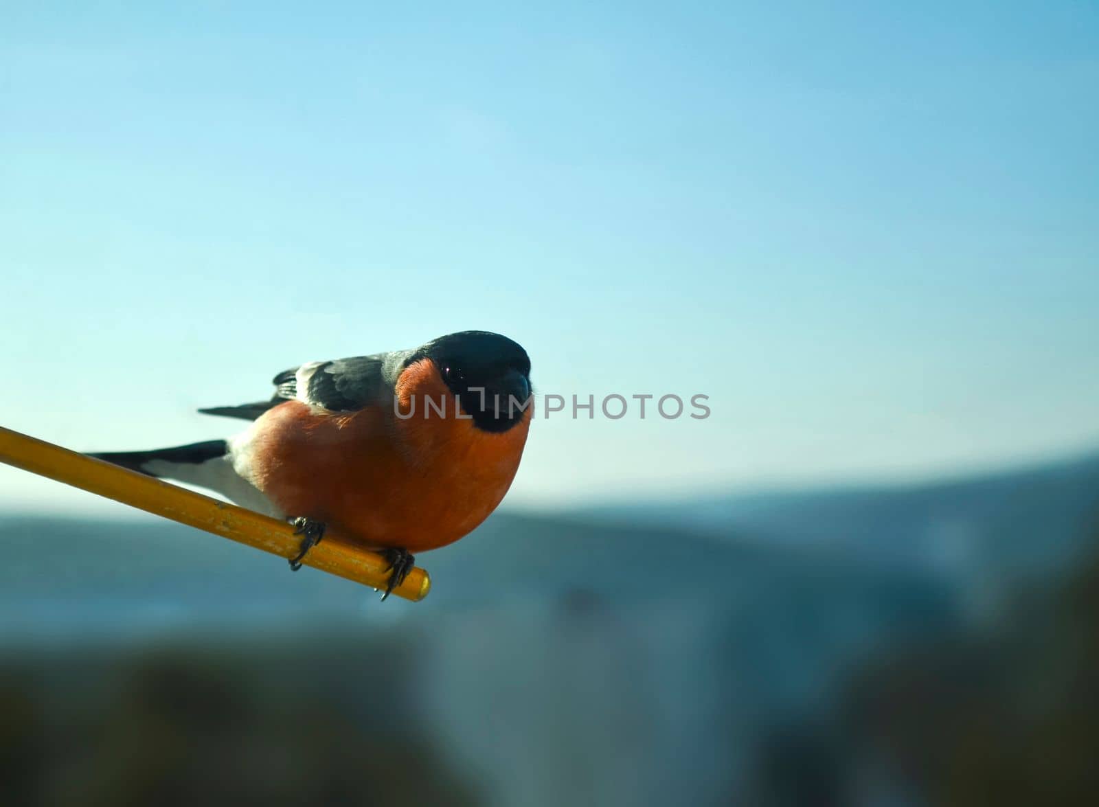 Bullfinch bird photo. Close-up photo of a red bullfinch.