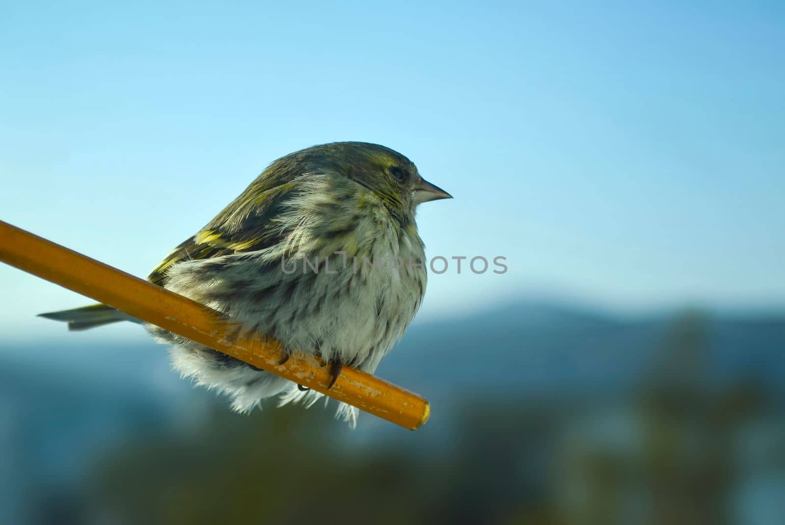 Siskin bird photo. Close-up photo of a siskin bird.