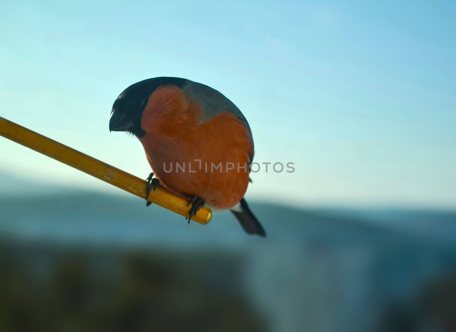 Bullfinch bird photo. Close-up photo of a red bullfinch.