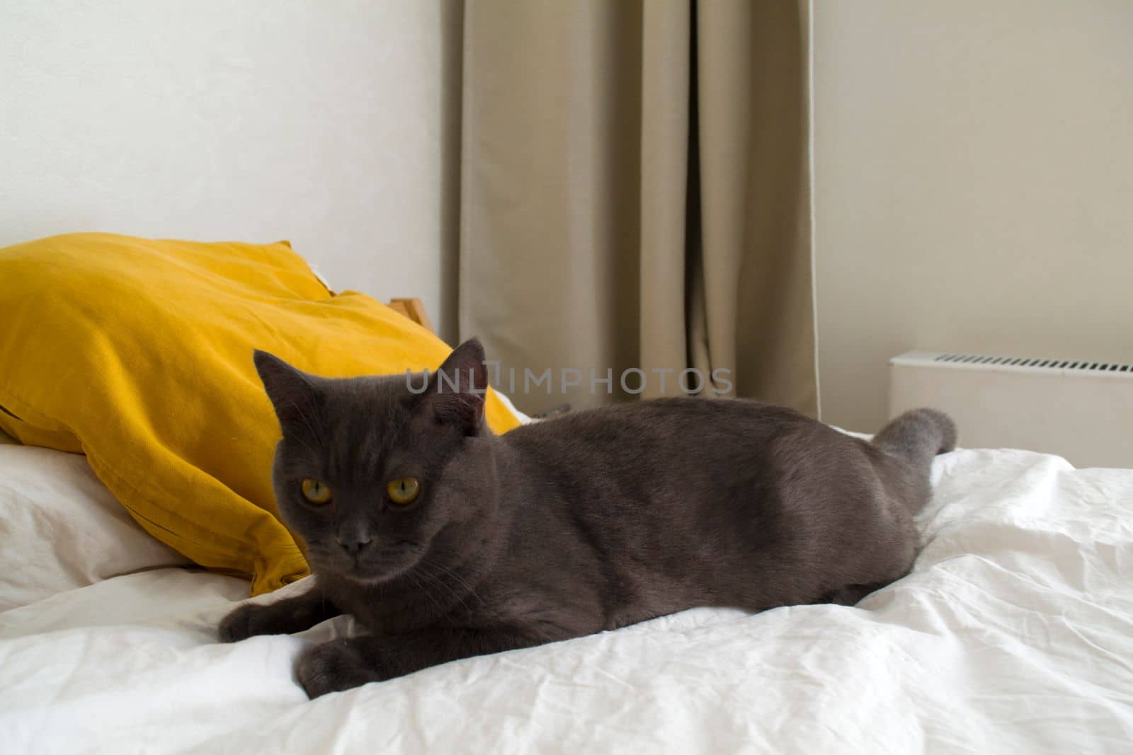 British cat. Photo of a gray british cat on a white bed with yellow pillows.