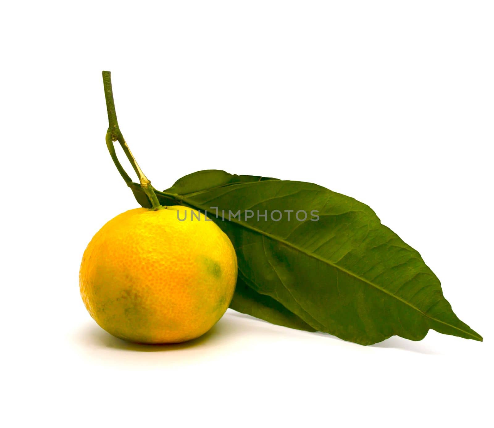 Tangerine with leaves. Tangerine with leaves on a white background, close-up.