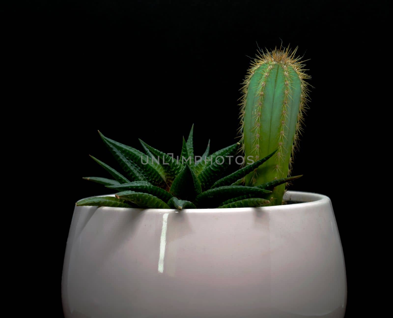 
Cactus and succulent in a pot on a black background.