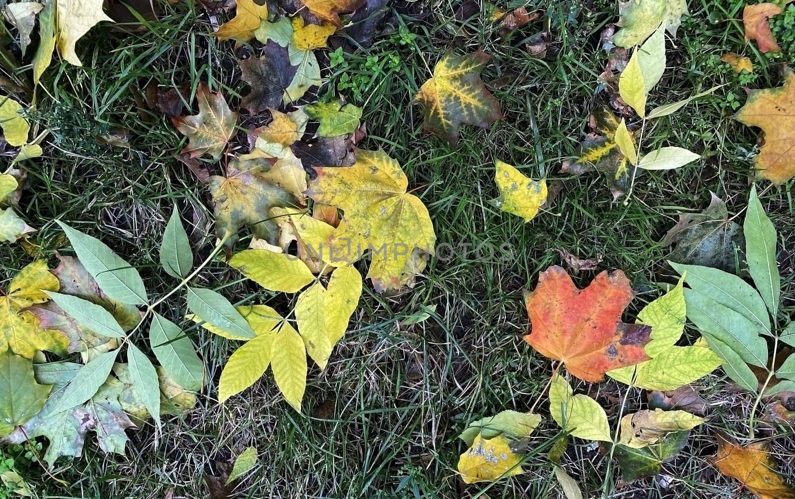 Autumn leaves. Photo of autumn leaves on the ground.