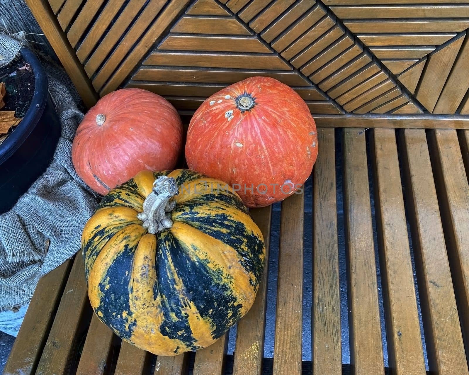 Pumpkins. Close-up photo of pumpkins on a wooden bench.