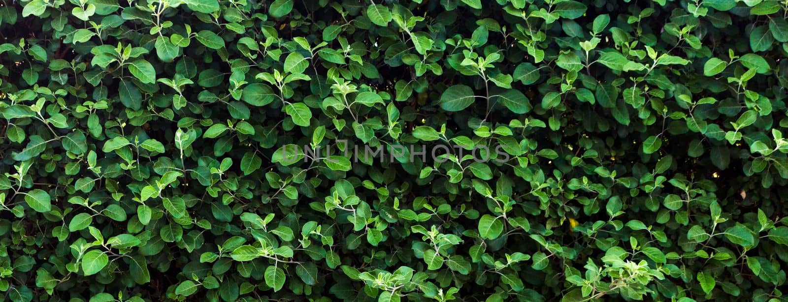 Green leaf texture. Leaf texture background on sunny day.