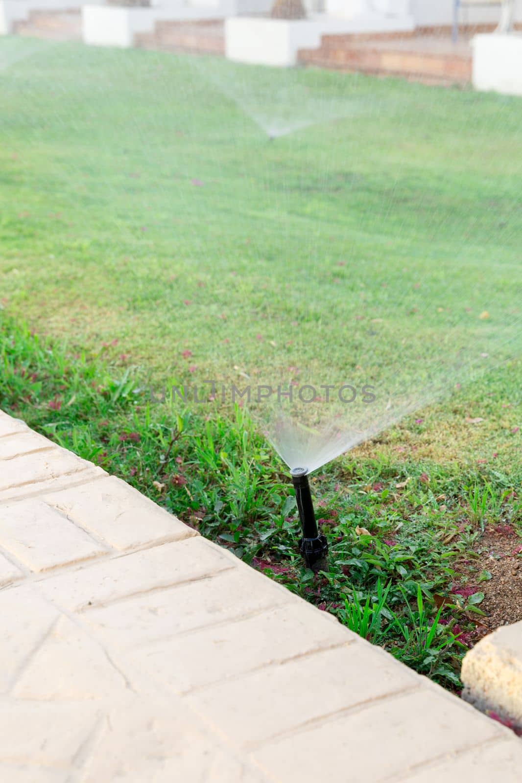 Sprinkler in garden watering the lawn. Automatic watering lawns concept.