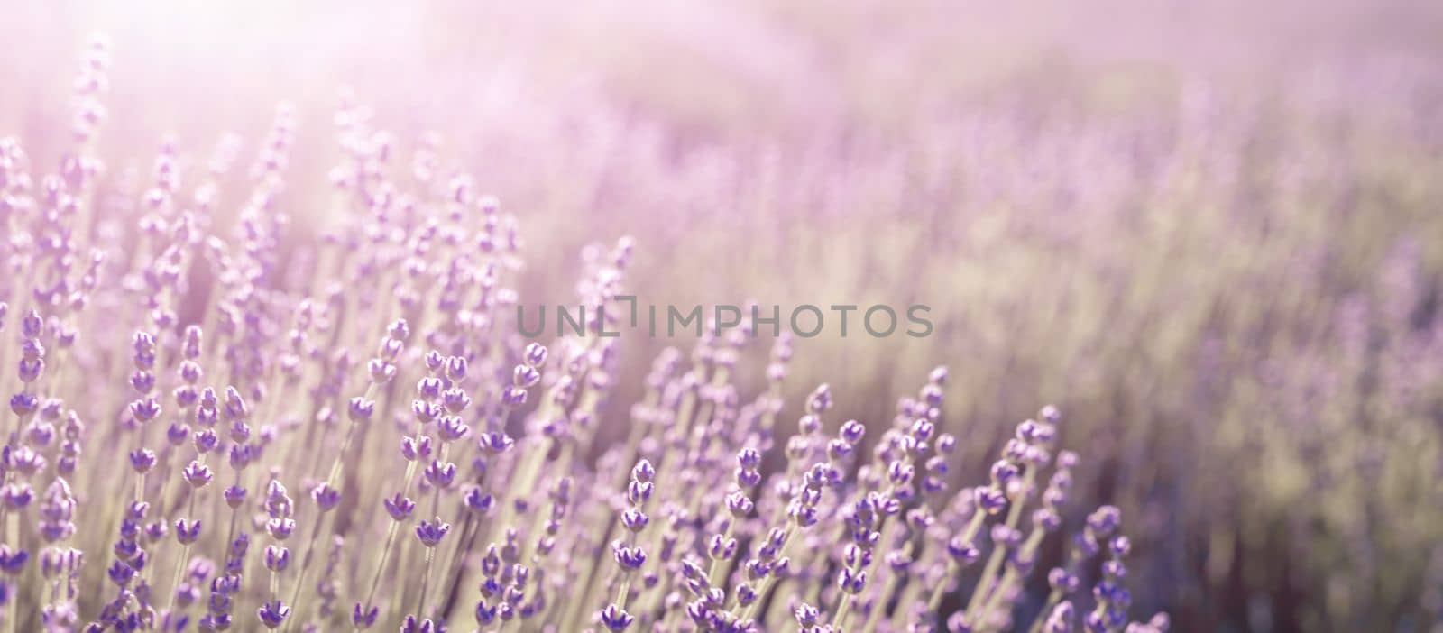 Lavender field banner. With soft light effect for floral background on horizontal web header or banner