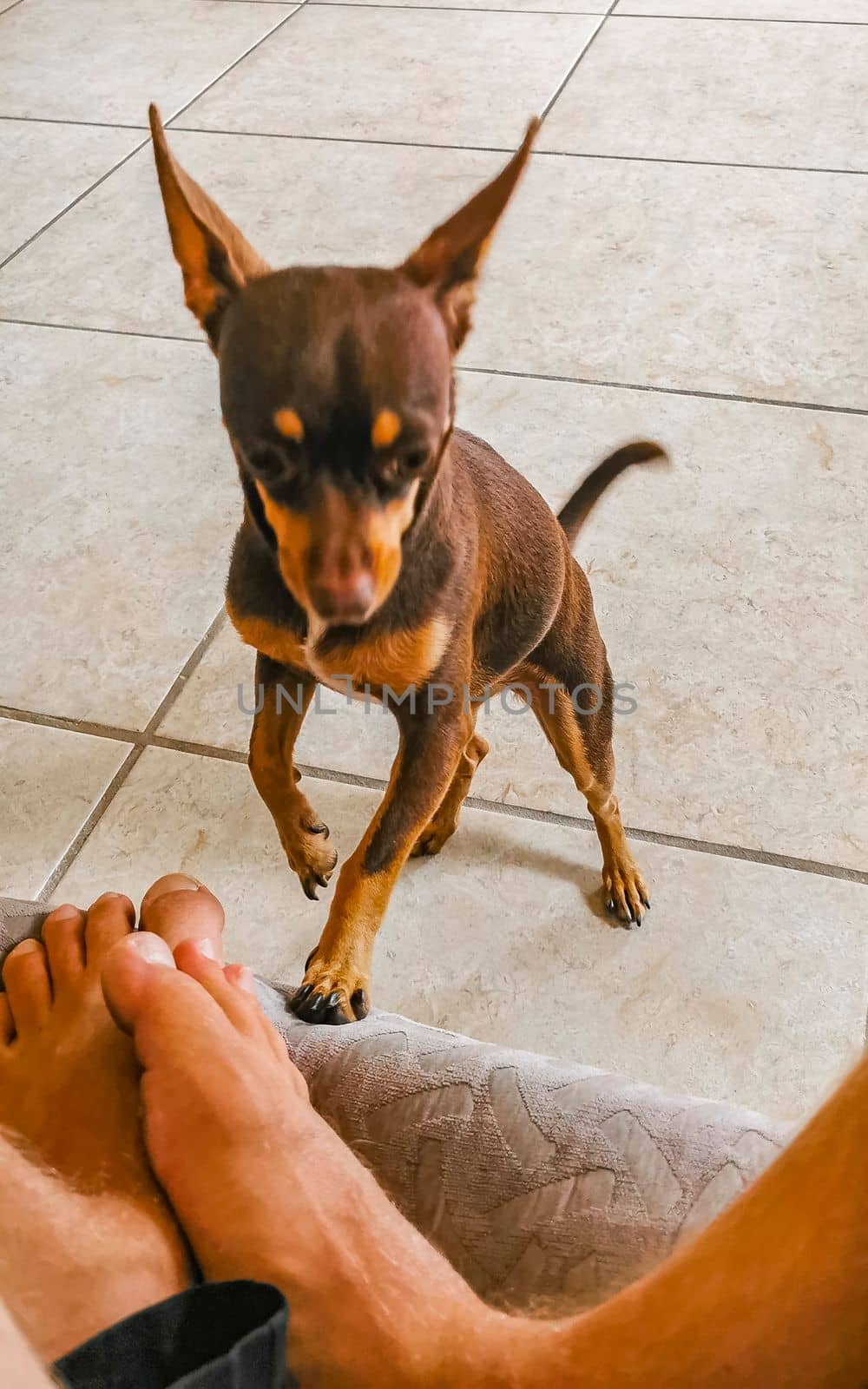 Russian toy terrier dog portrait looking playful and cute Mexico. by Arkadij