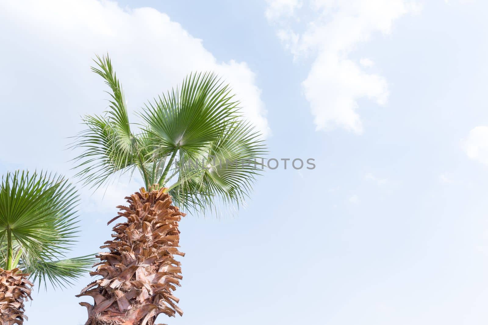 Egypt Palm tree against the blue sky.