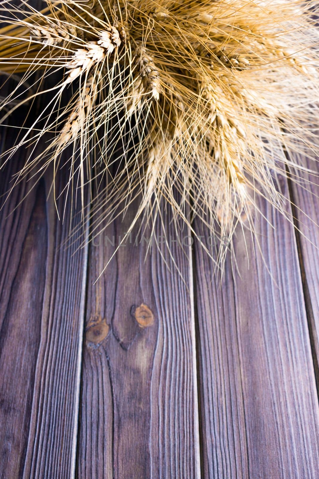 Wheat stems, on wooden background Harvest concept