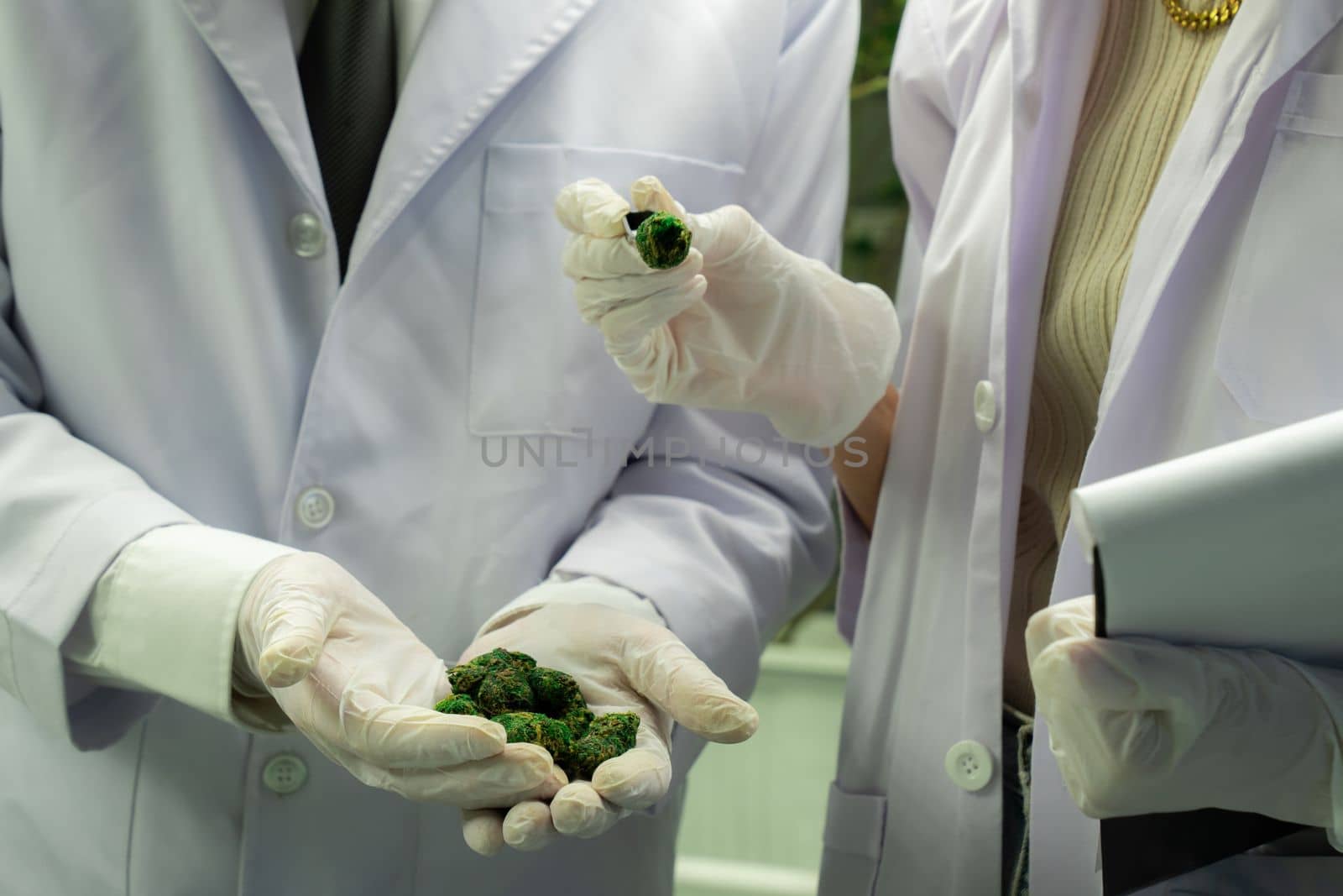 Scientists grasping gratifying heap of cannabis weed buds with tweezers harvested from a curative indoor cannabis plant hydroponic farm. Cannabis farm in grow facility for high quality concept