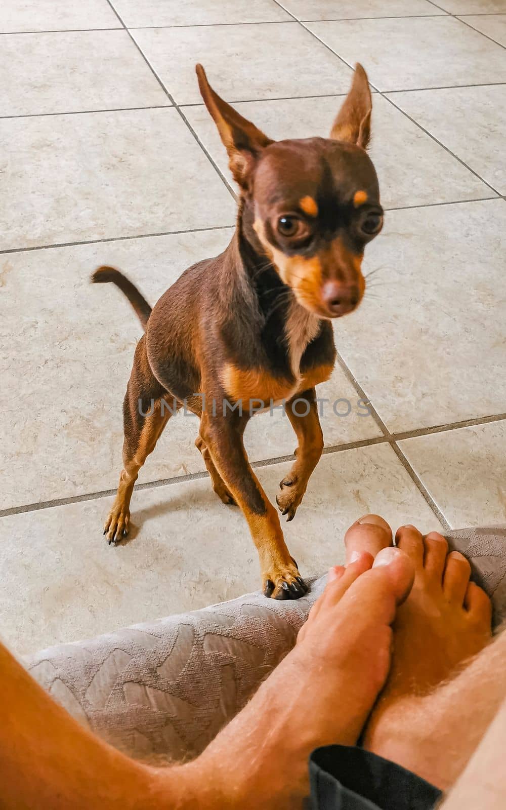 Portrait of a Mexican brown playful russian toy terrier dog while playing looking lovely and cute in the camera in Playa del Carmen Mexico.