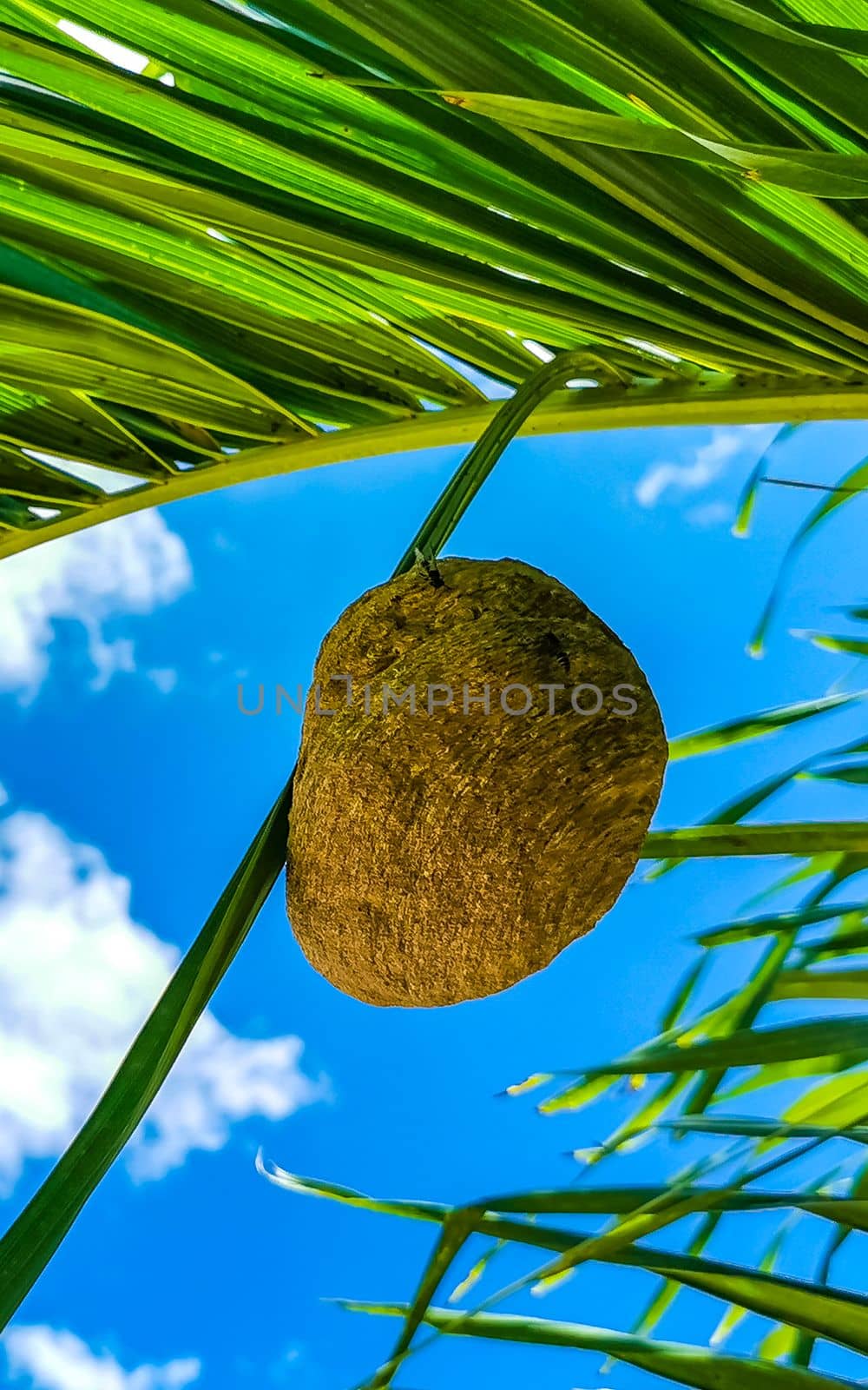 Bee nest hangs on palm leaf in Playa del Carmen Quintana Roo Mexico.