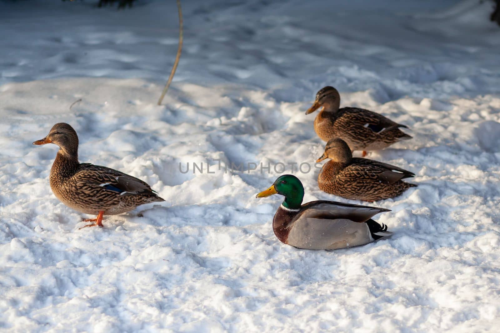 Winter portrait of a duck in a winter public park sitting in the snow by AnatoliiFoto