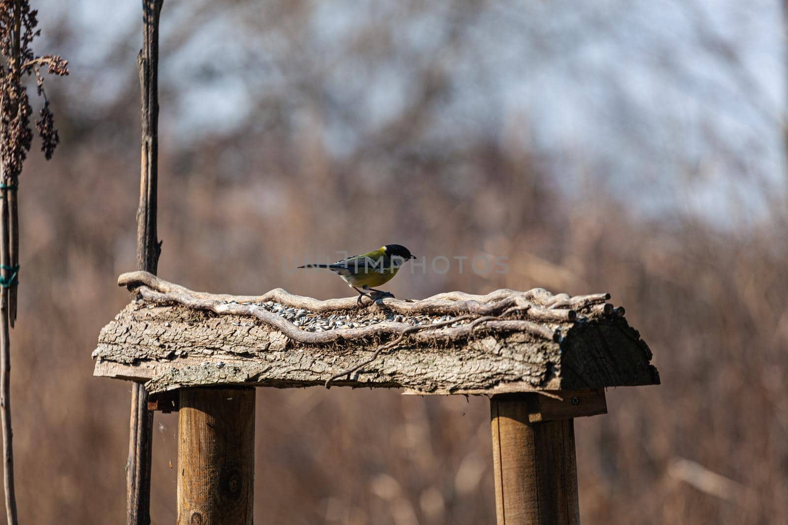 The great tit on the fence. It's also called Parus major is a passerine bird in the tit family Paridae