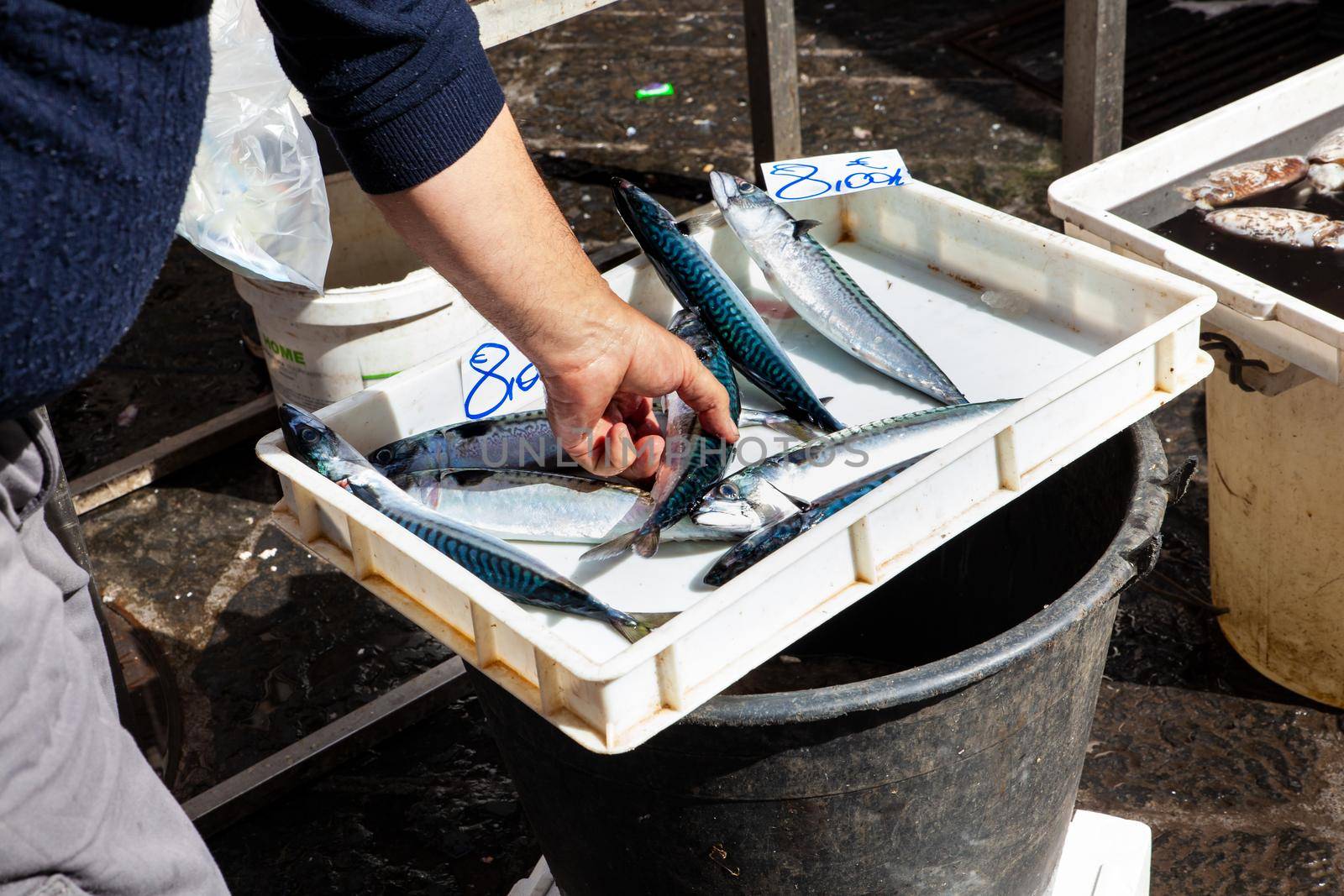 Salesman placing mackerels in the fish stall at the street fish market of Catania