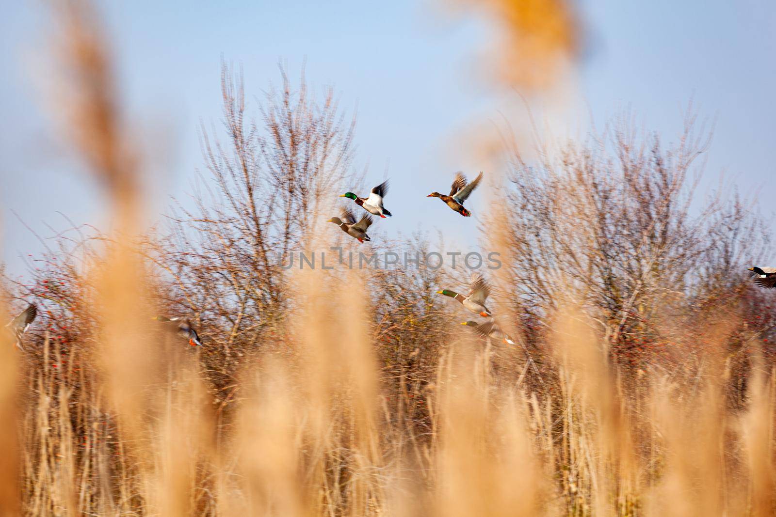 View of Mallard ducks flying on the sky, Marano lagoon