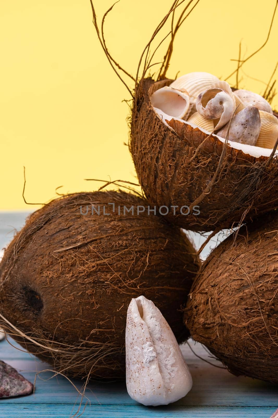 coconuts and shells on a yellow and blue wooden background .Marine theme.