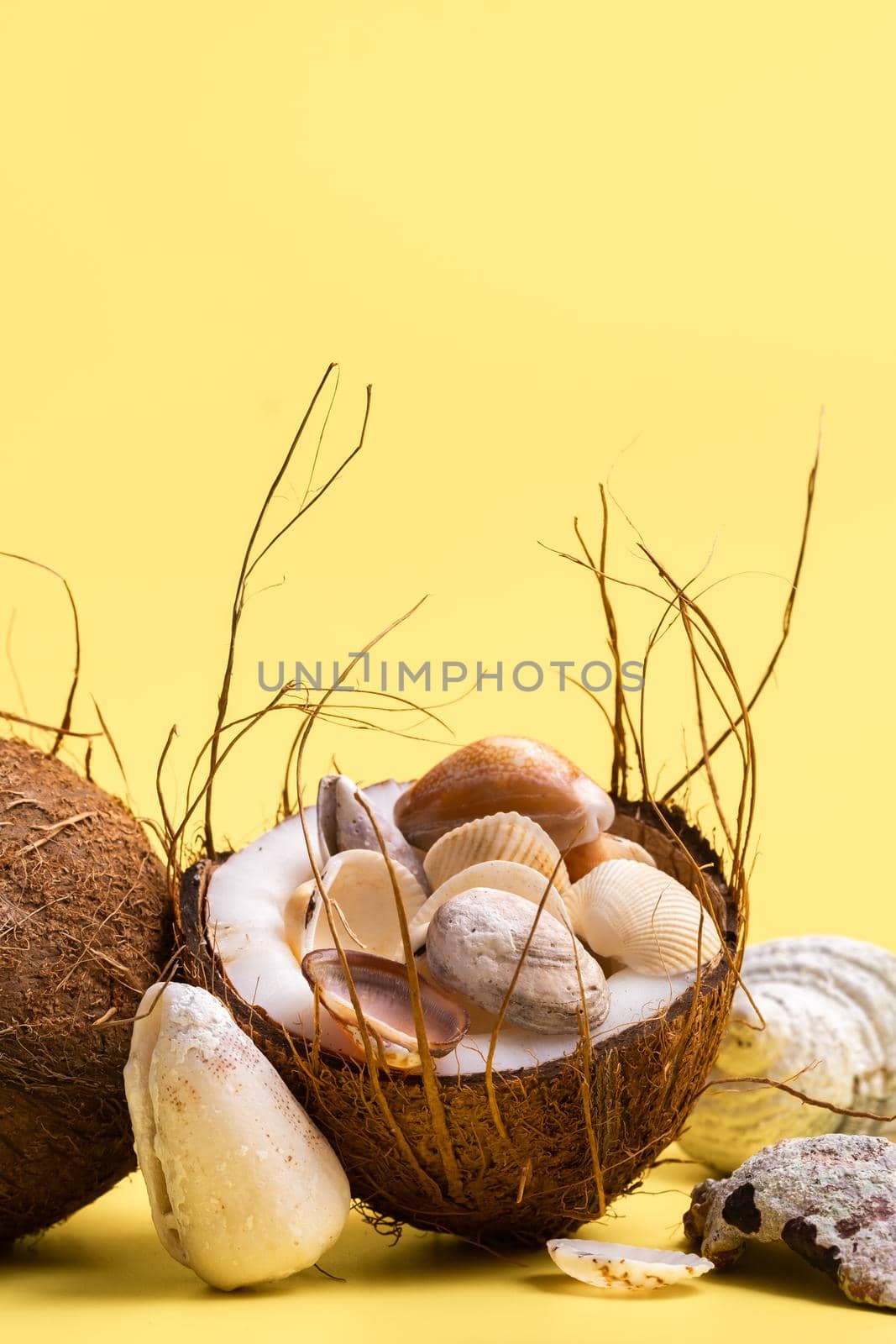 coconuts and shells on a yellow background .Marine theme.