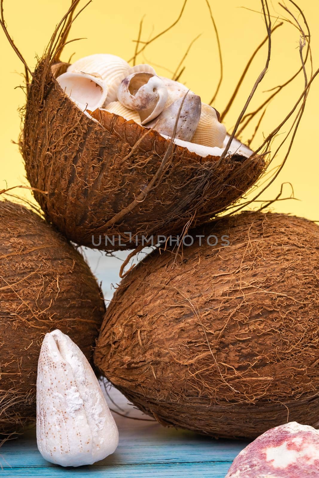coconuts and shells on a yellow and blue wooden background .Marine theme by Lobachad
