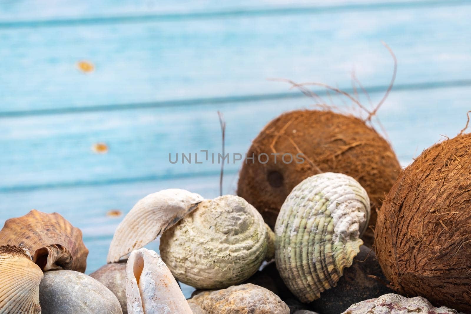 coconuts, rocks and shells on a blue wooden background.Marine theme by Lobachad