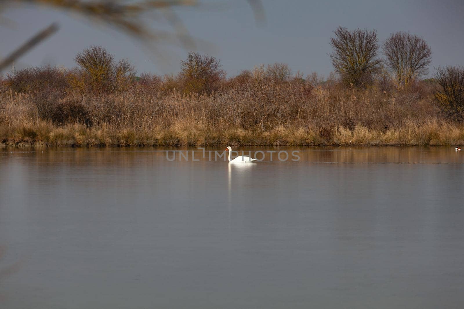Swan in the Nature reserve of Valle canal Novo, Italy