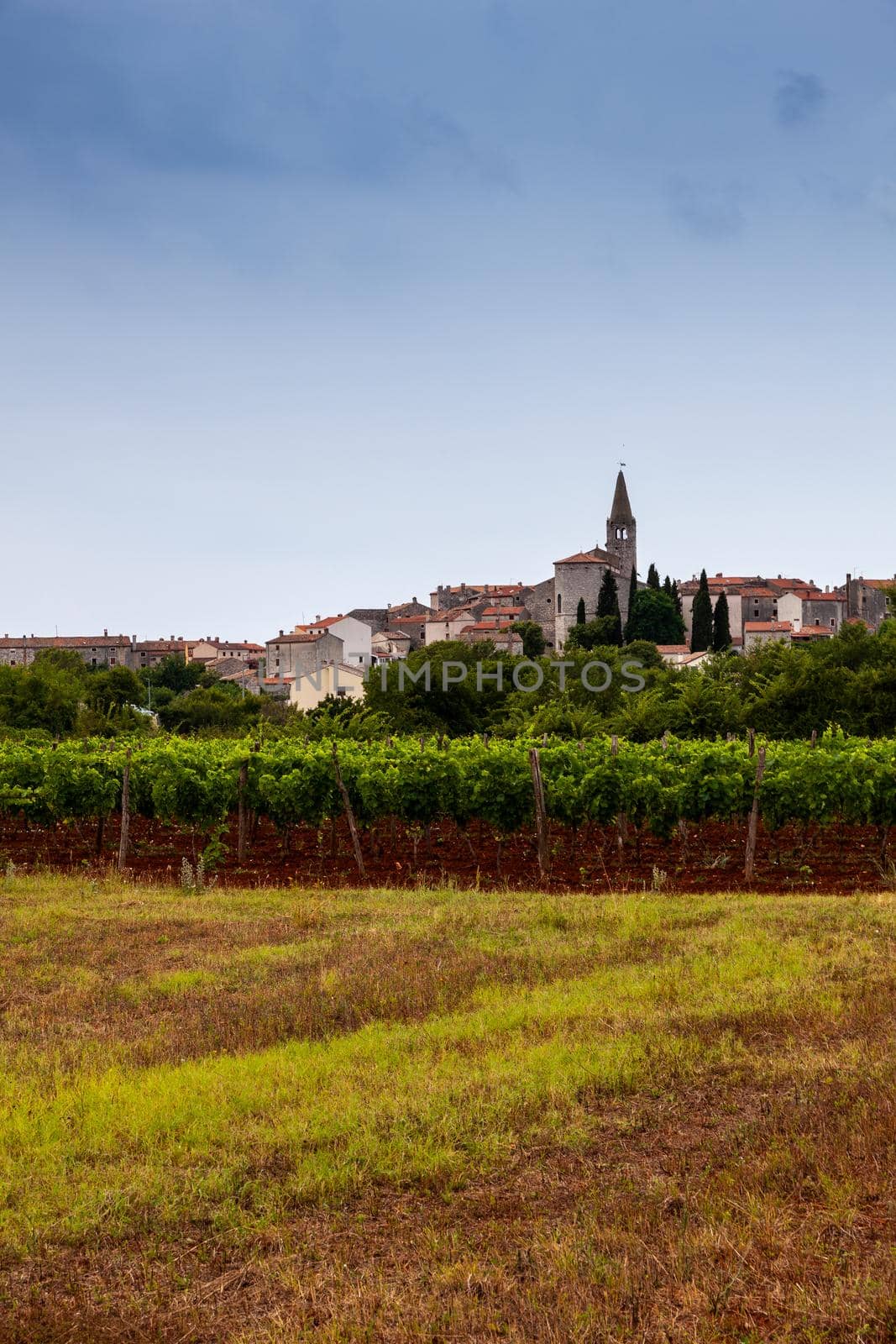 View of vineyard near Valle - Bale little town in Istria. Croatia