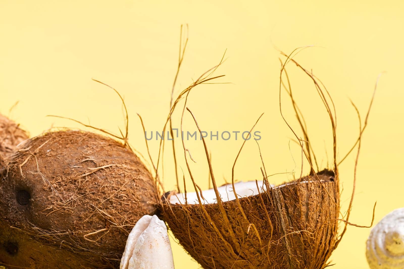 coconuts and shells on a yellow background .Marine theme.