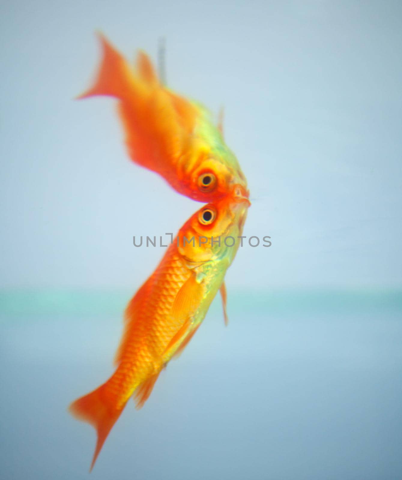 A goldfish reflected in the water