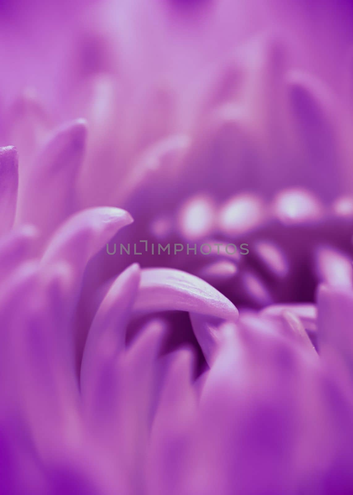 Abstract floral background, purple daisy flower petals. Macro flowers backdrop for holiday design. Soft focus