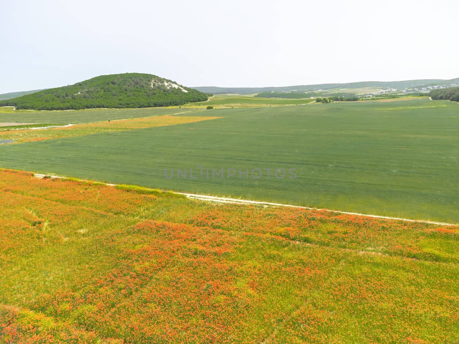 Large Field with red poppies and green grass at sunset. Beautiful field scarlet poppies flowers with selective focus. Red poppies in soft light. Glade of red poppies. Soft focus blur. Papaver sp
